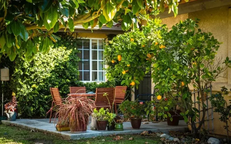 Cozy patio surrounded by greenery and a lemon tree, with wooden outdoor furniture.