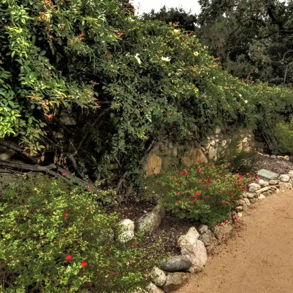 Garden path at La Casita del Arroyo bordered by stone edging, flowering shrubs, and dense green vines along a rustic wall.